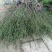 蓝莓苗2年以上30~50cm