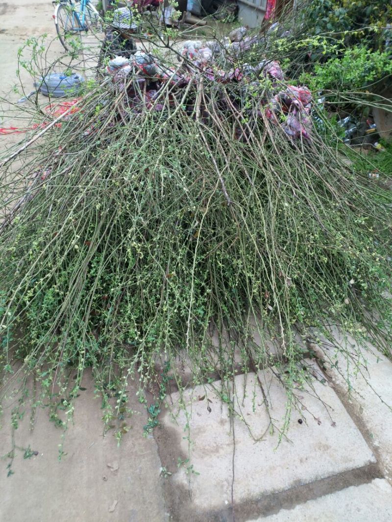 蓝莓苗2年以上30~50cm