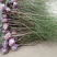 蓝莓苗2年以上30~50cm
