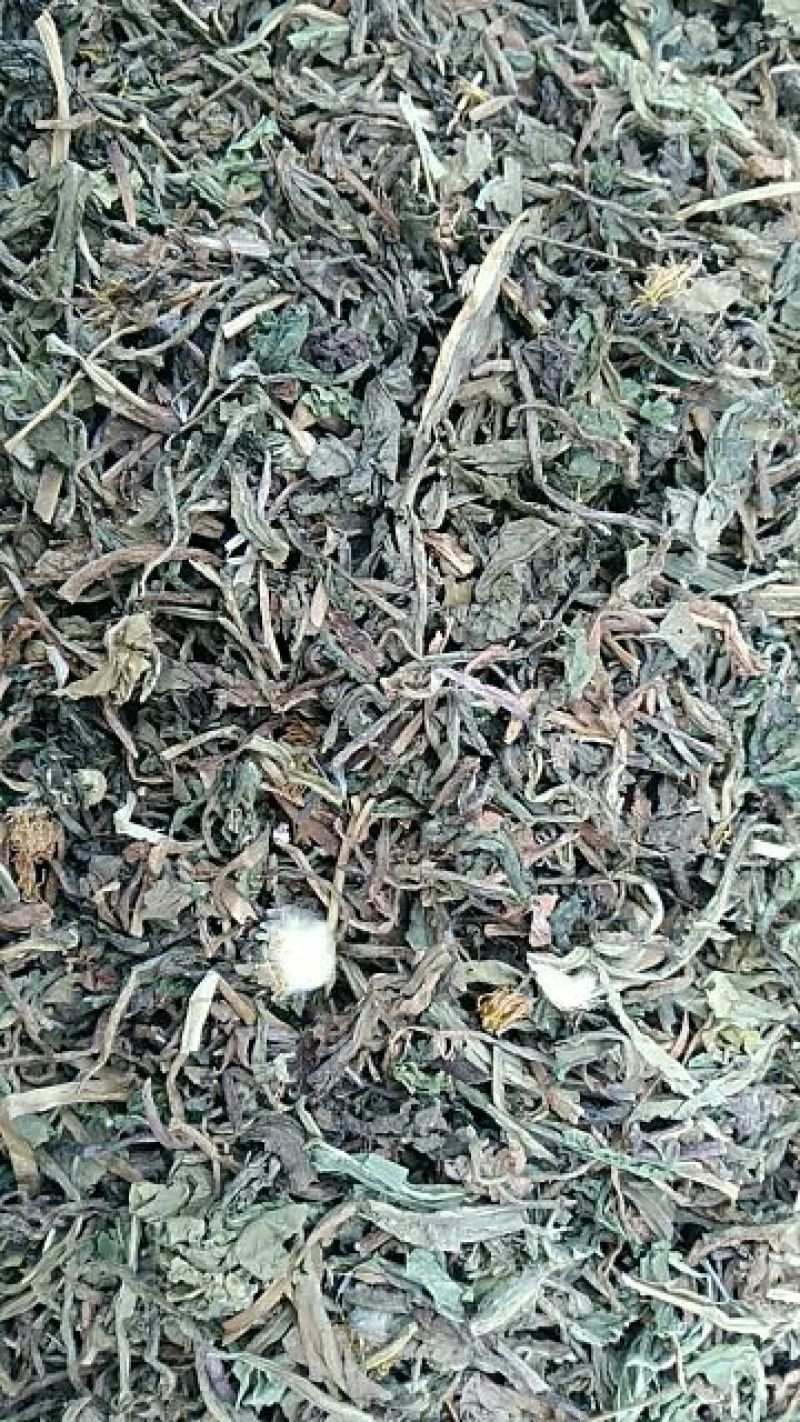 蒲公英3~6cm