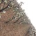 丰水梨树苗1~4cm80cm以上