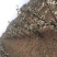 丰水梨树苗1~4cm80cm以上