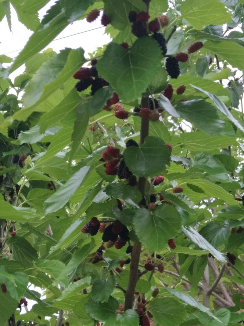攀枝花新鲜桑葚2~3cm自家农户直销大颗果大