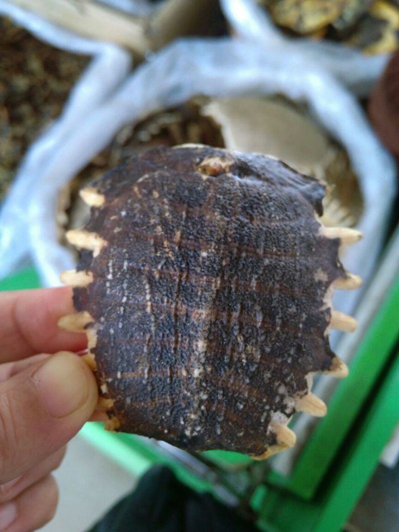 鳖甲湖北干货各种规格2斤起包邮量大从优