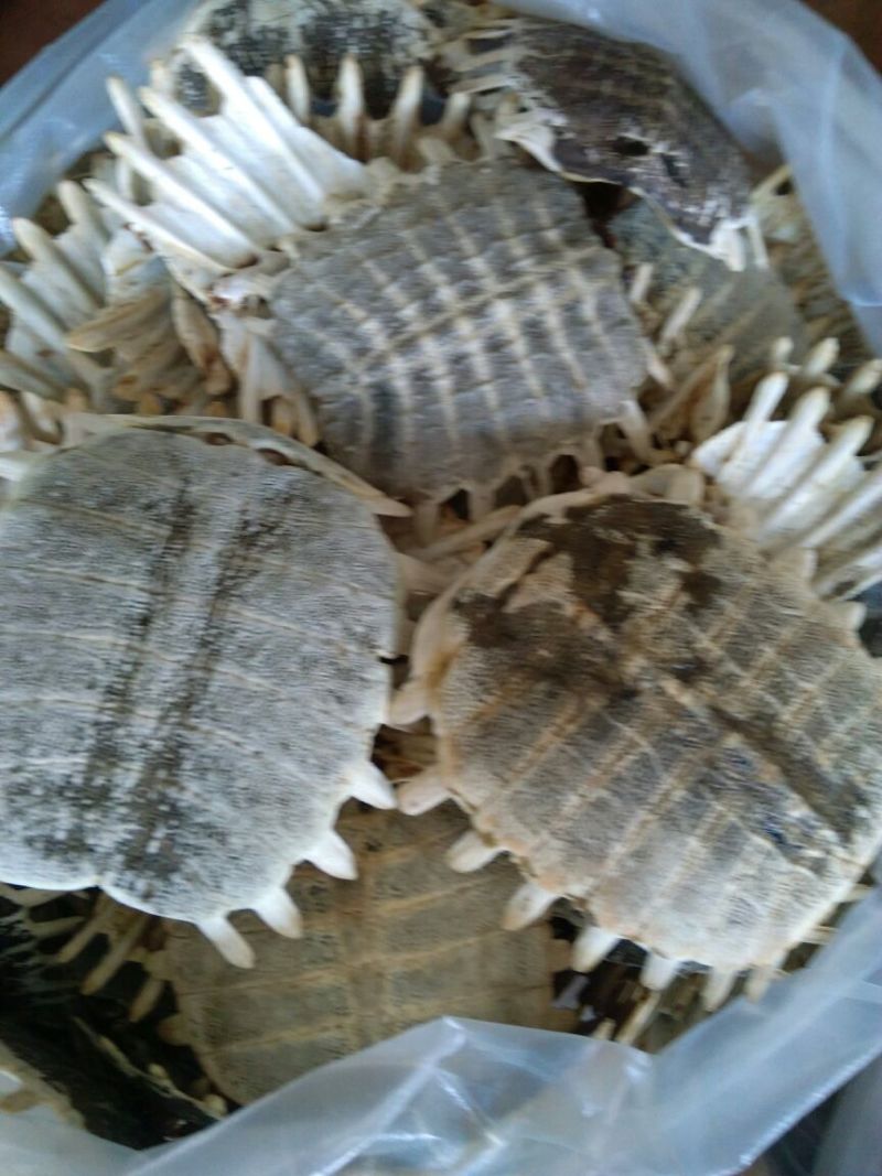 鳖甲湖北干货各种规格2斤起包邮量大从优