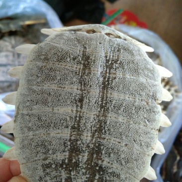 鳖甲湖北干货各种规格2斤起包邮量大从优