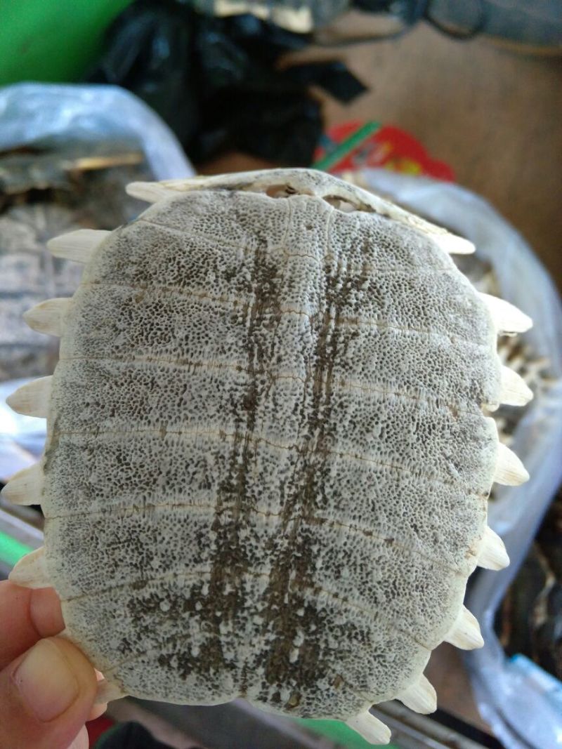 鳖甲湖北干货各种规格2斤起包邮量大从优