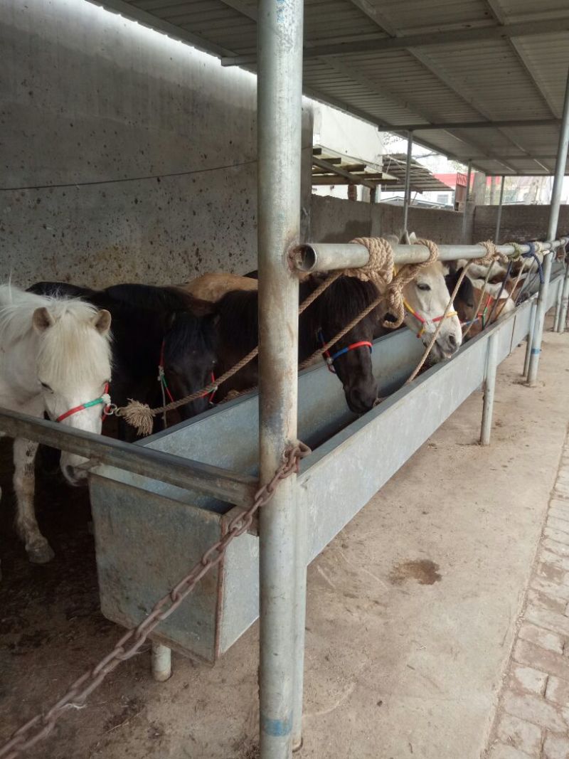 肉马200~300kg