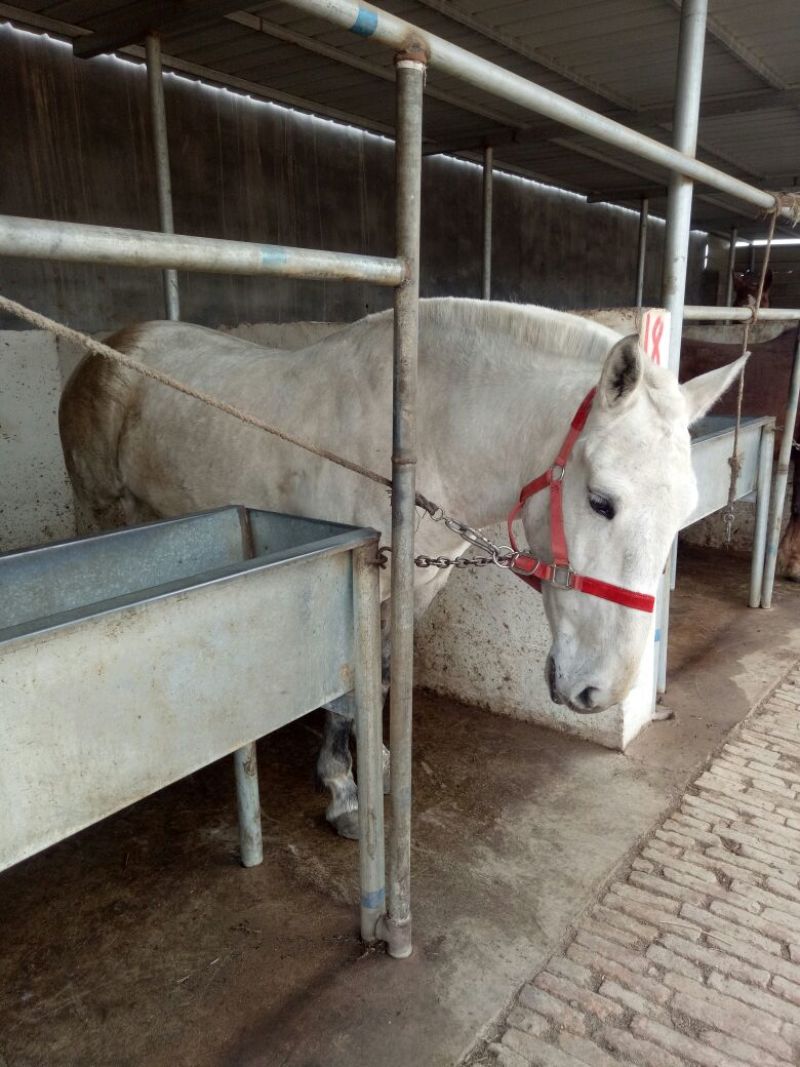 肉马200~300kg
