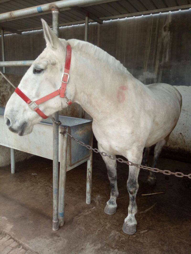 肉马200~300kg