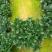 金鱼花吊兰植物盆栽花卉四季开花不断室内阳台吸甲醛净化空气