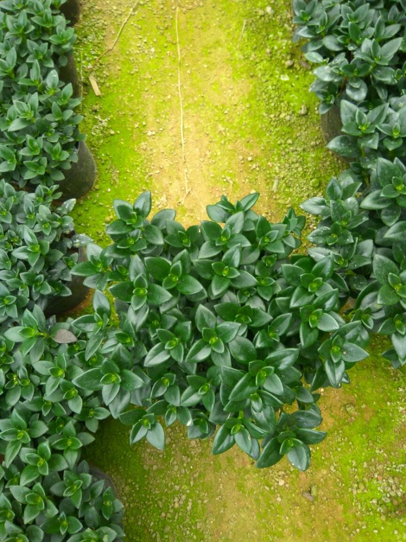 金鱼花吊兰植物盆栽花卉四季开花不断室内阳台吸甲醛净化空气