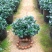 金鱼花吊兰植物盆栽花卉四季开花不断室内阳台吸甲醛净化空气