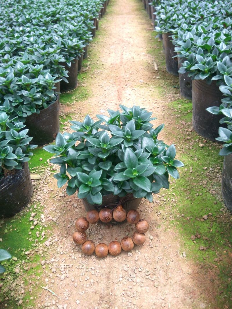 金鱼花吊兰植物盆栽花卉四季开花不断室内阳台吸甲醛净化空气
