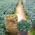 金鱼花吊兰植物盆栽花卉四季开花不断室内阳台吸甲醛净化空气