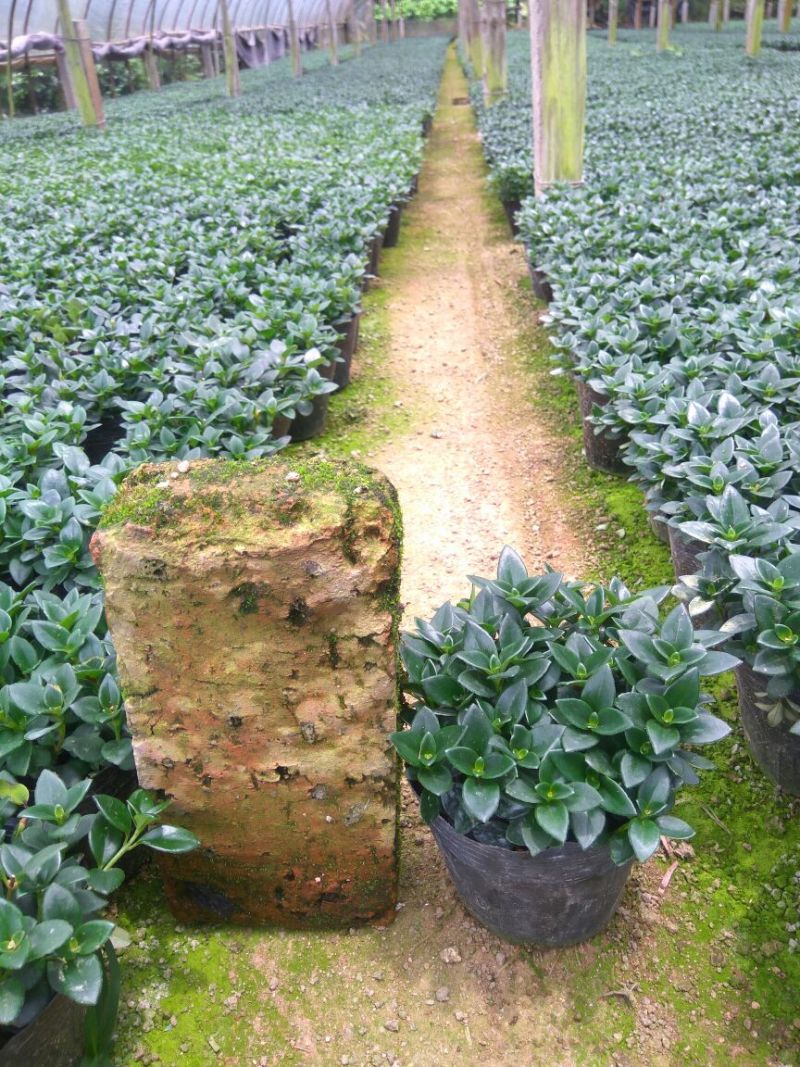 金鱼花吊兰植物盆栽花卉四季开花不断室内阳台吸甲醛净化空气