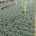 金鱼花吊兰植物盆栽花卉四季开花不断室内阳台吸甲醛净化空气