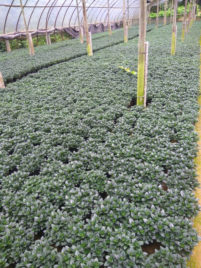 金鱼花吊兰植物盆栽花卉四季开花不断室内阳台吸甲醛净化空气