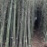 钢竹