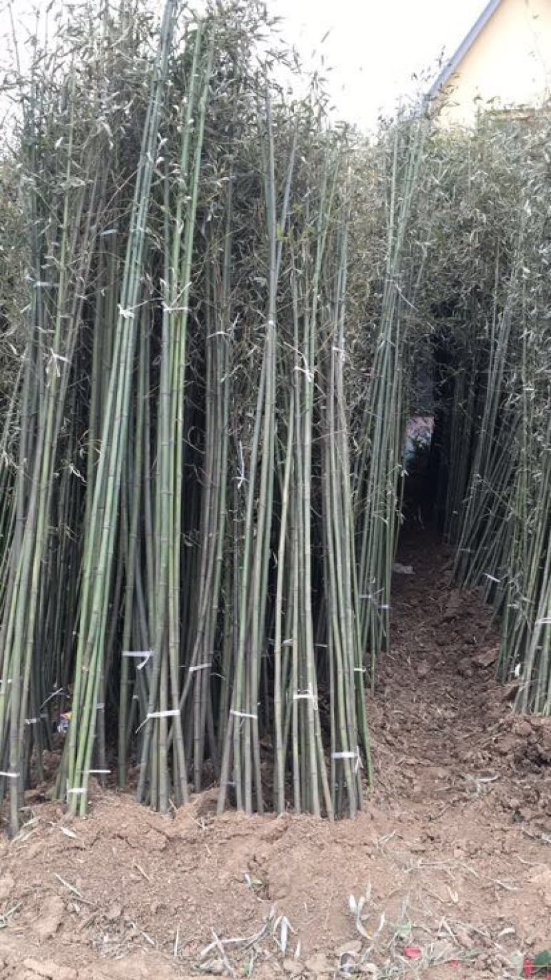 钢竹
