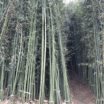 钢竹