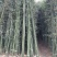 钢竹