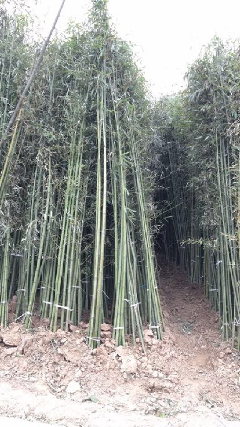 钢竹