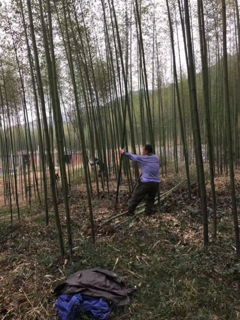 钢竹