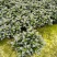 金鱼花吊兰植物盆栽花卉四季开花不断室内阳台吸甲醛净化空气