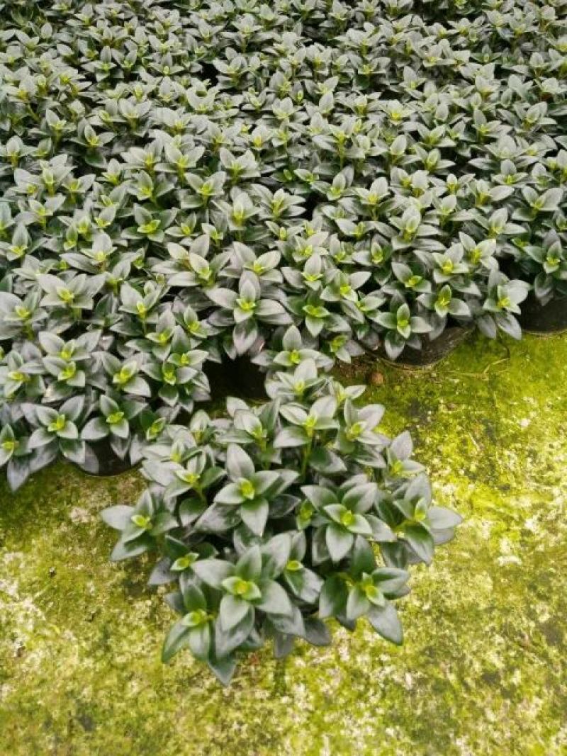 金鱼花吊兰植物盆栽花卉四季开花不断室内阳台吸甲醛净化空气
