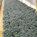 金鱼花吊兰植物盆栽花卉四季开花不断室内阳台吸甲醛净化空气