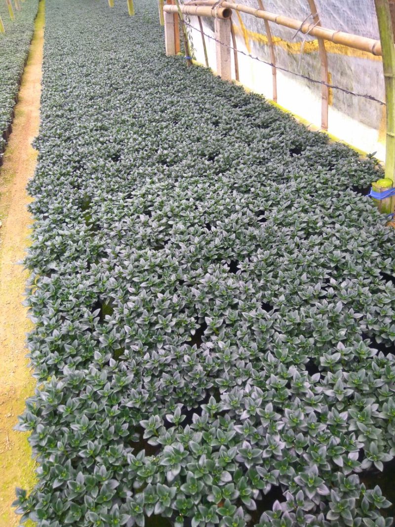 金鱼花吊兰植物盆栽花卉四季开花不断室内阳台吸甲醛净化空气