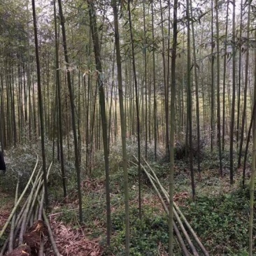 淡竹