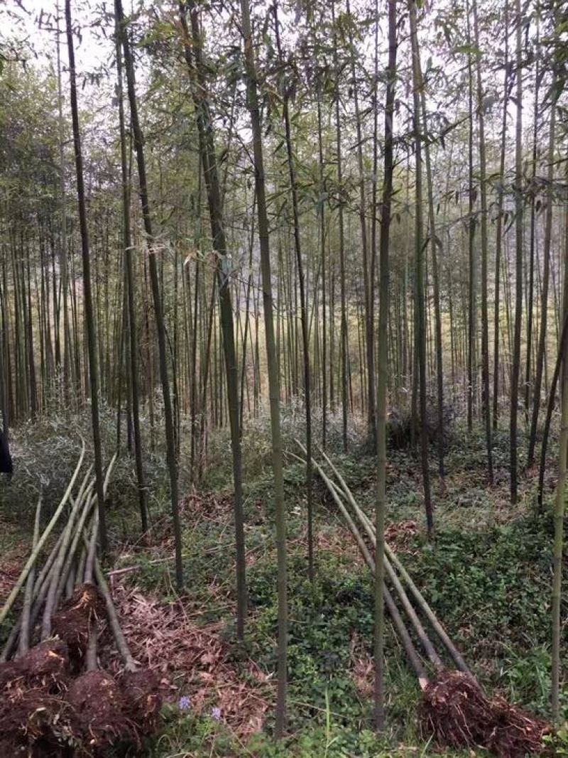 淡竹
