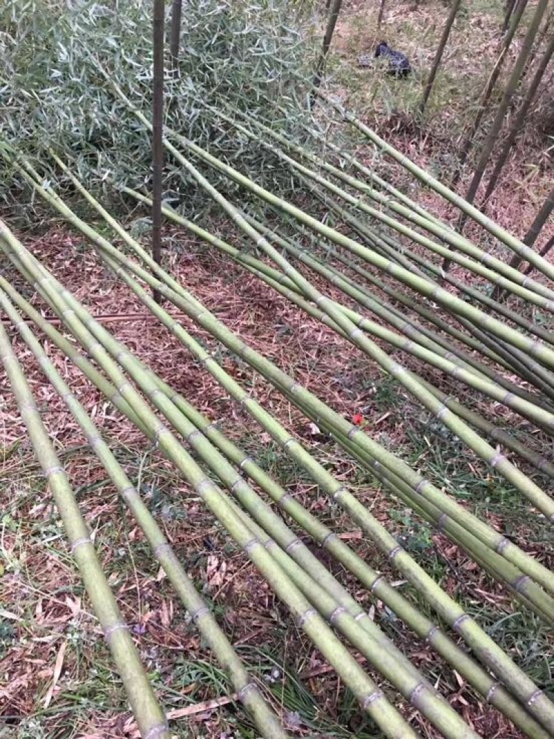 淡竹