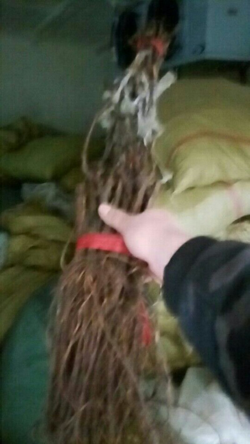 葡萄苗30~50cm2年