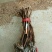 葡萄苗30~50cm2年