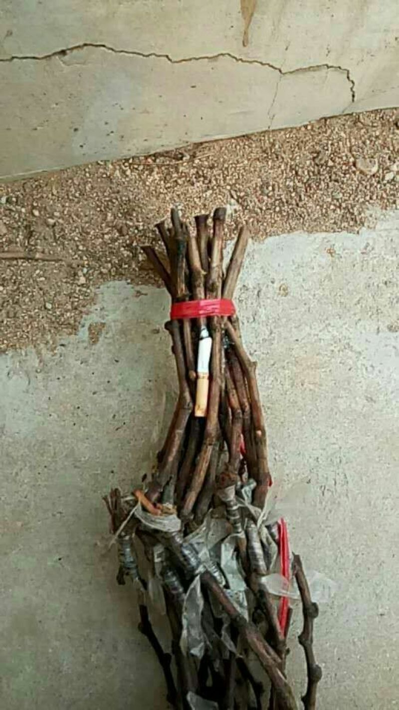 葡萄苗30~50cm2年