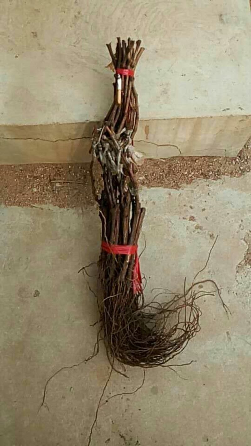 葡萄苗30~50cm2年