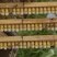 蜂王浆1斤