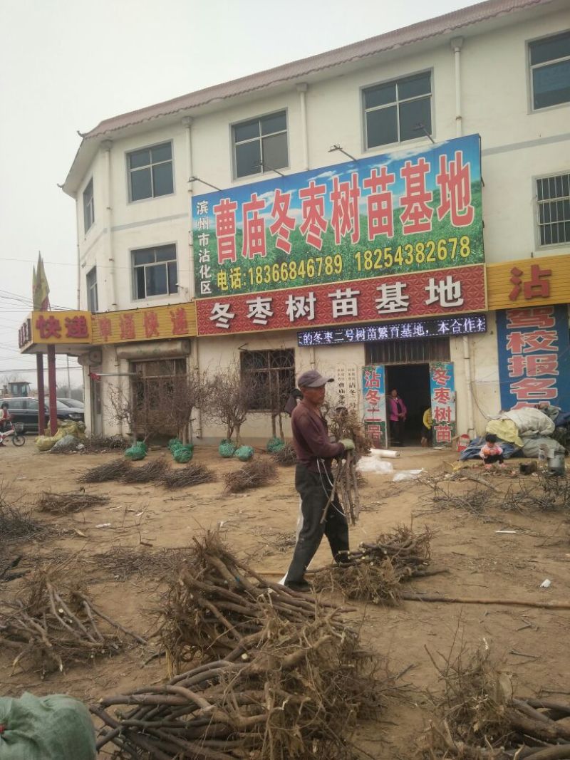 冬枣树苗80~110cm