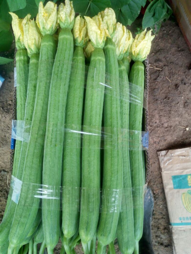 鲜花丝瓜40厘米以上