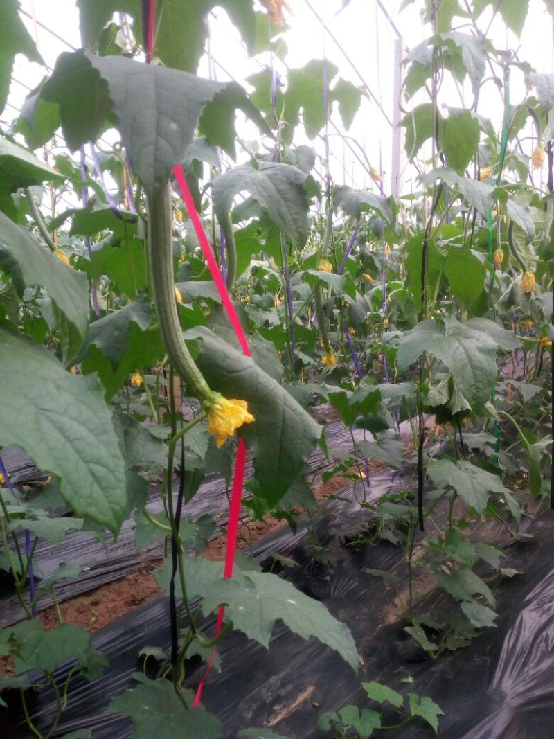 鲜花丝瓜40厘米以上