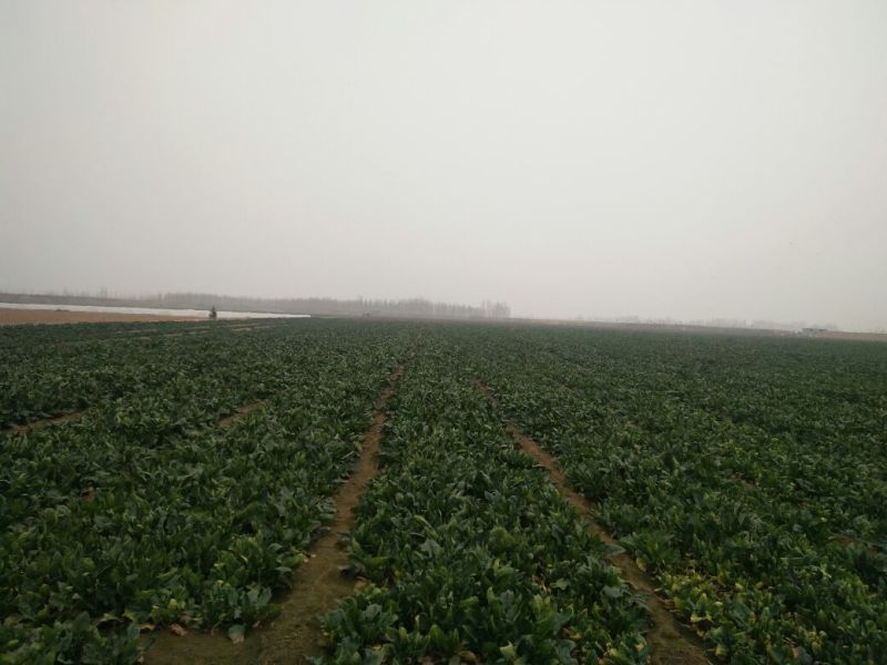 越冬菠菜35~40厘米