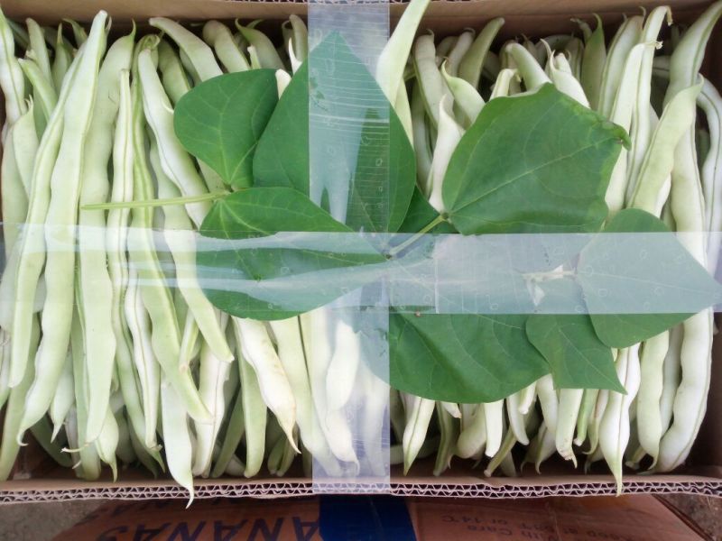 鲜花丝瓜40厘米以上