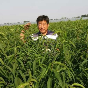 冬桃苗50~60cm