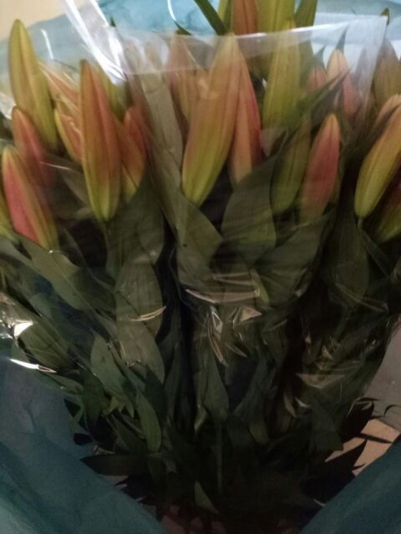 荷兰百合3~4凌源鲜花批发价