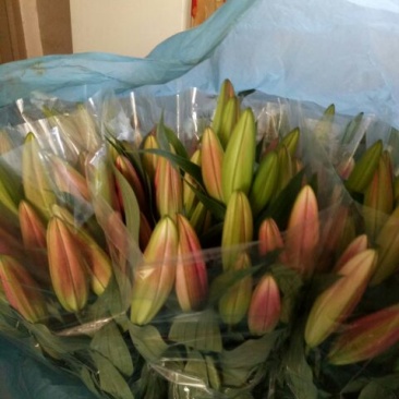 荷兰百合3~4凌源鲜花批发价
