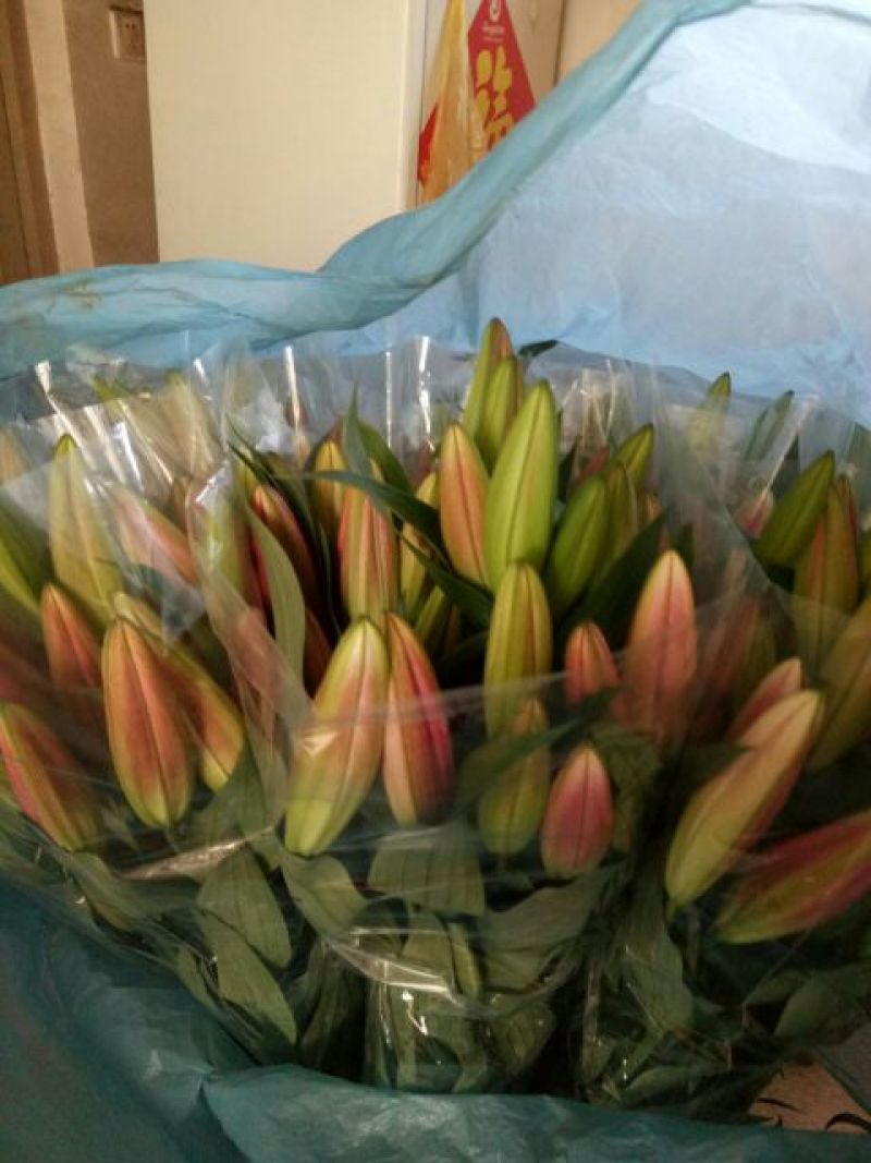 荷兰百合3~4凌源鲜花批发价