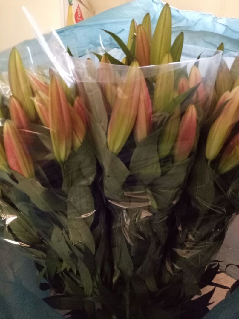 荷兰百合3~4凌源鲜花批发价